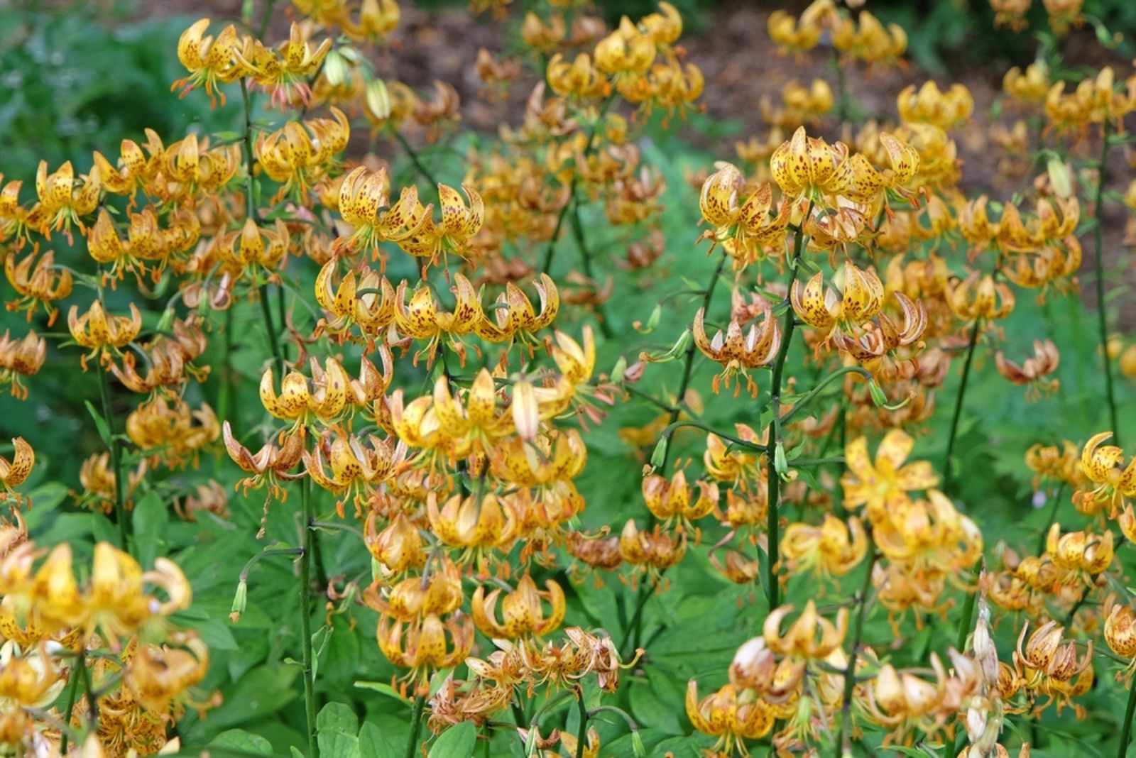 Turk’s Cap Lilies