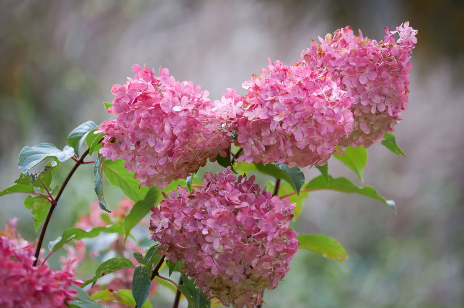 Vanilla Strawberry Hydrangea flowers
