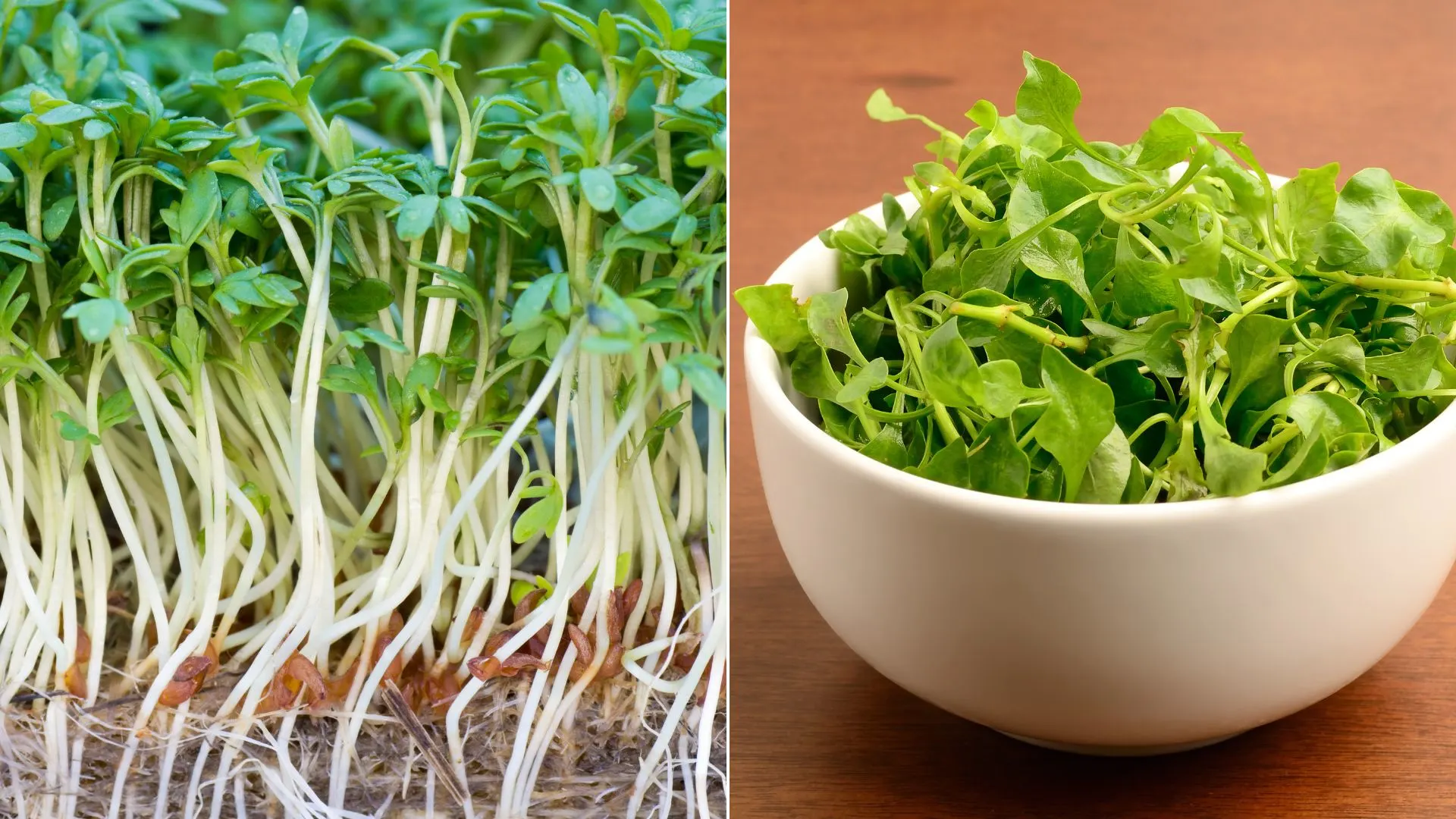 healthiest food