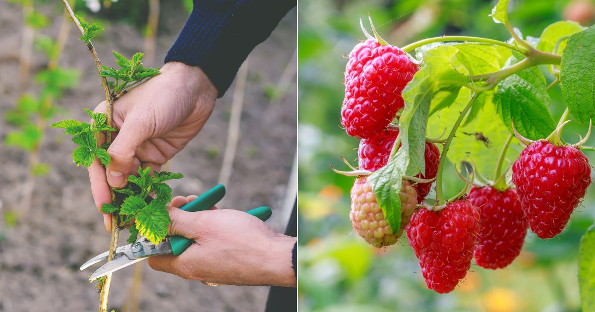 When And How To Prune Raspberries