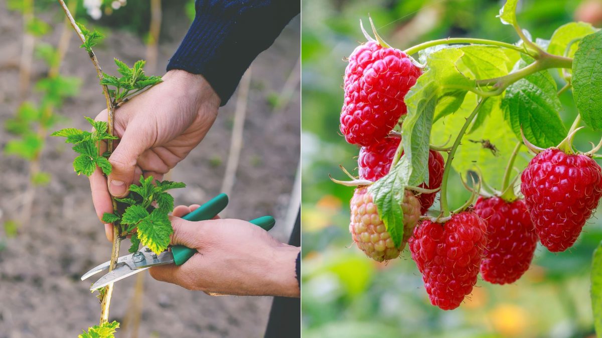 When And How To Prune Raspberries