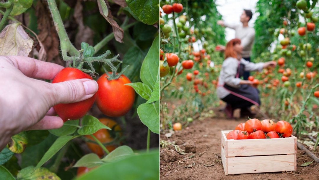 When To Pick Tomatoes