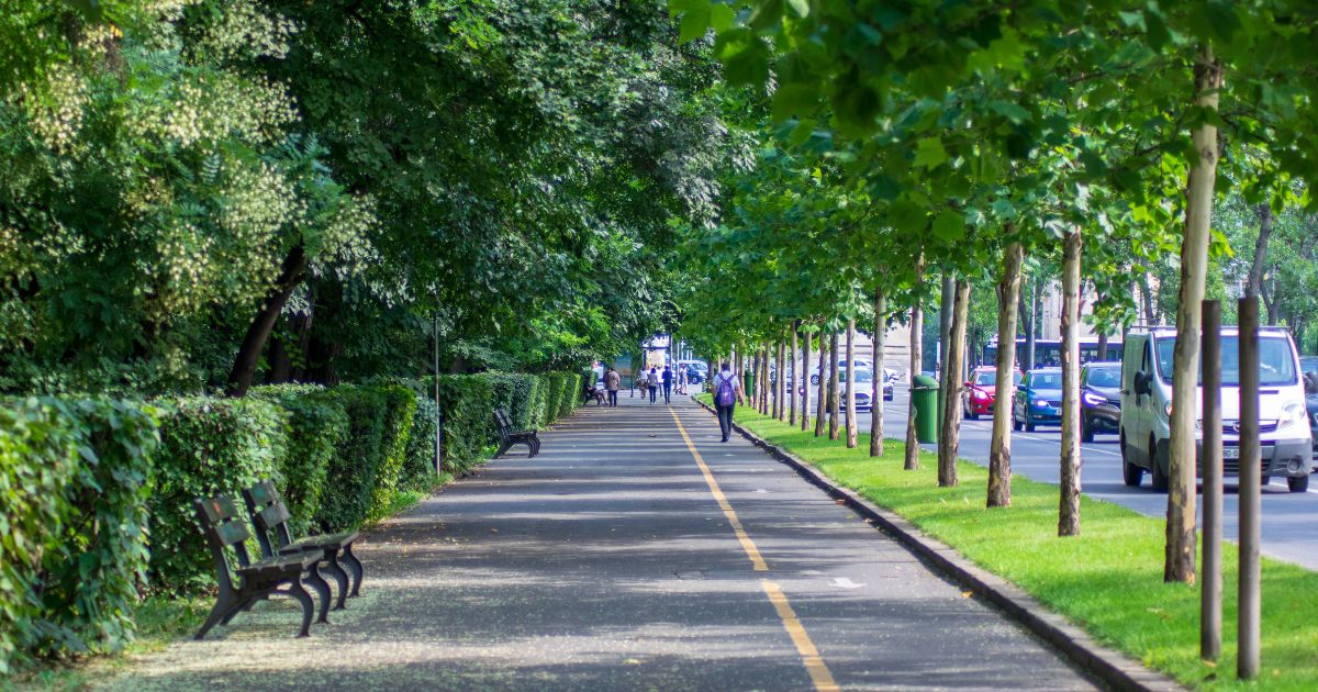 Why Aren’t Cities Just Planting More Trees? Here’s The Answer
