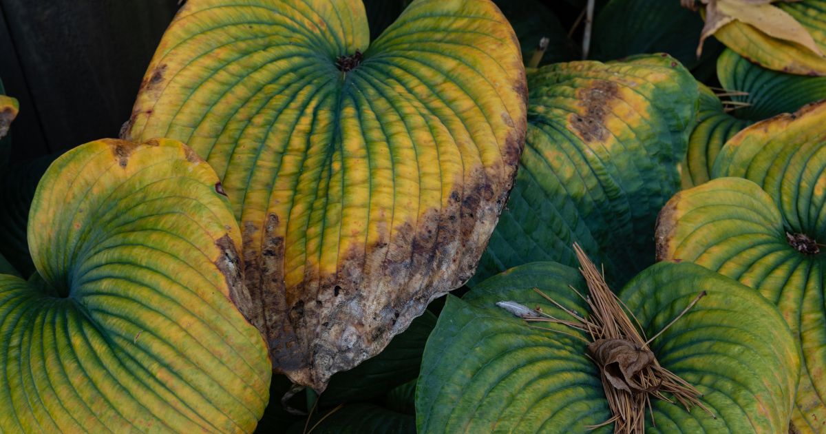 Why Hostas Turn Yellow And How To Fix It