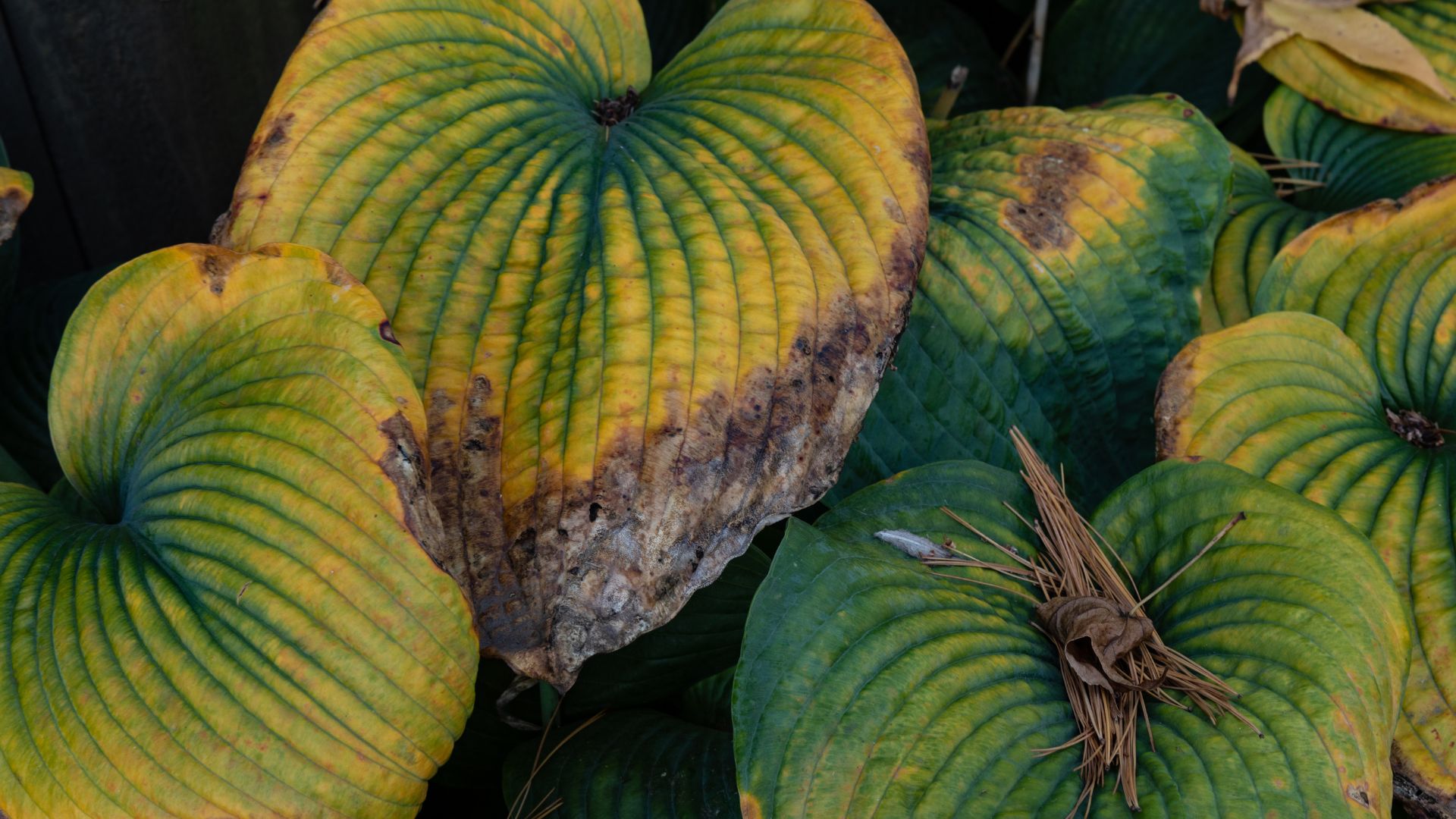 why are my hostas turning yellow