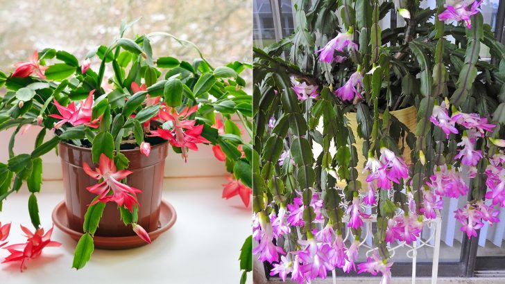 Why, How, And When To Prune A Christmas Cactus