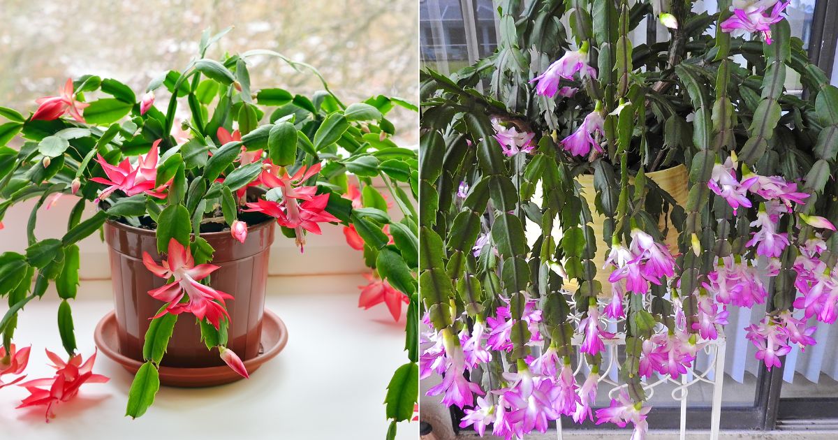 Why, How, And When To Prune A Christmas Cactus