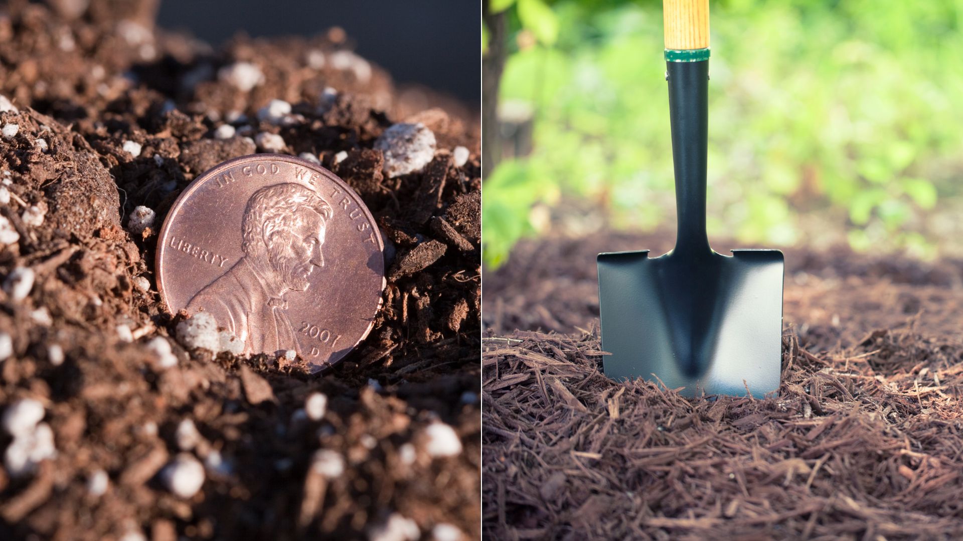 Why You Should Bury Pennies In Your Lawn web