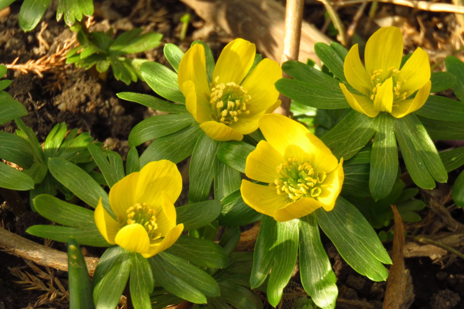 Winter Aconite