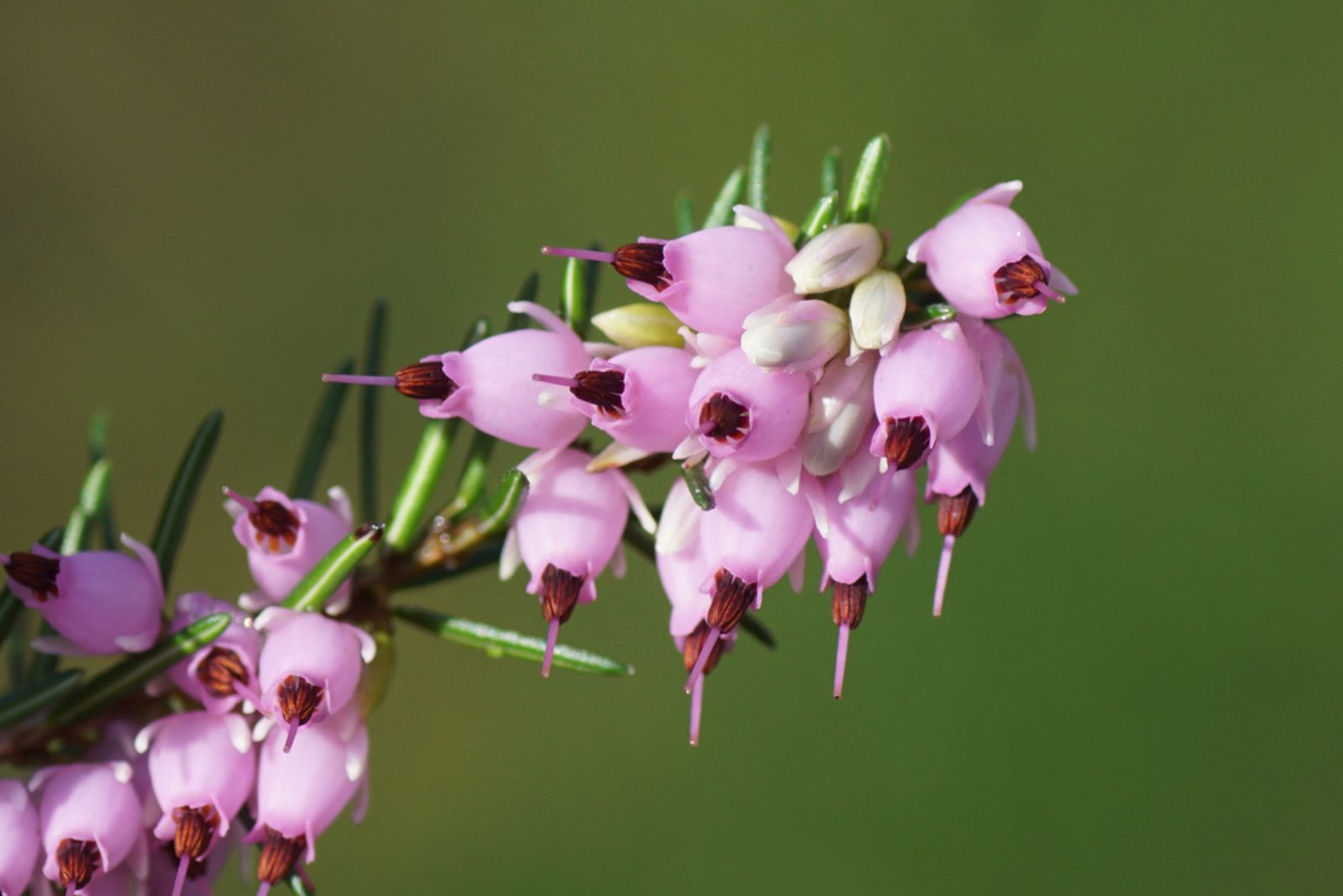 Winter Heath