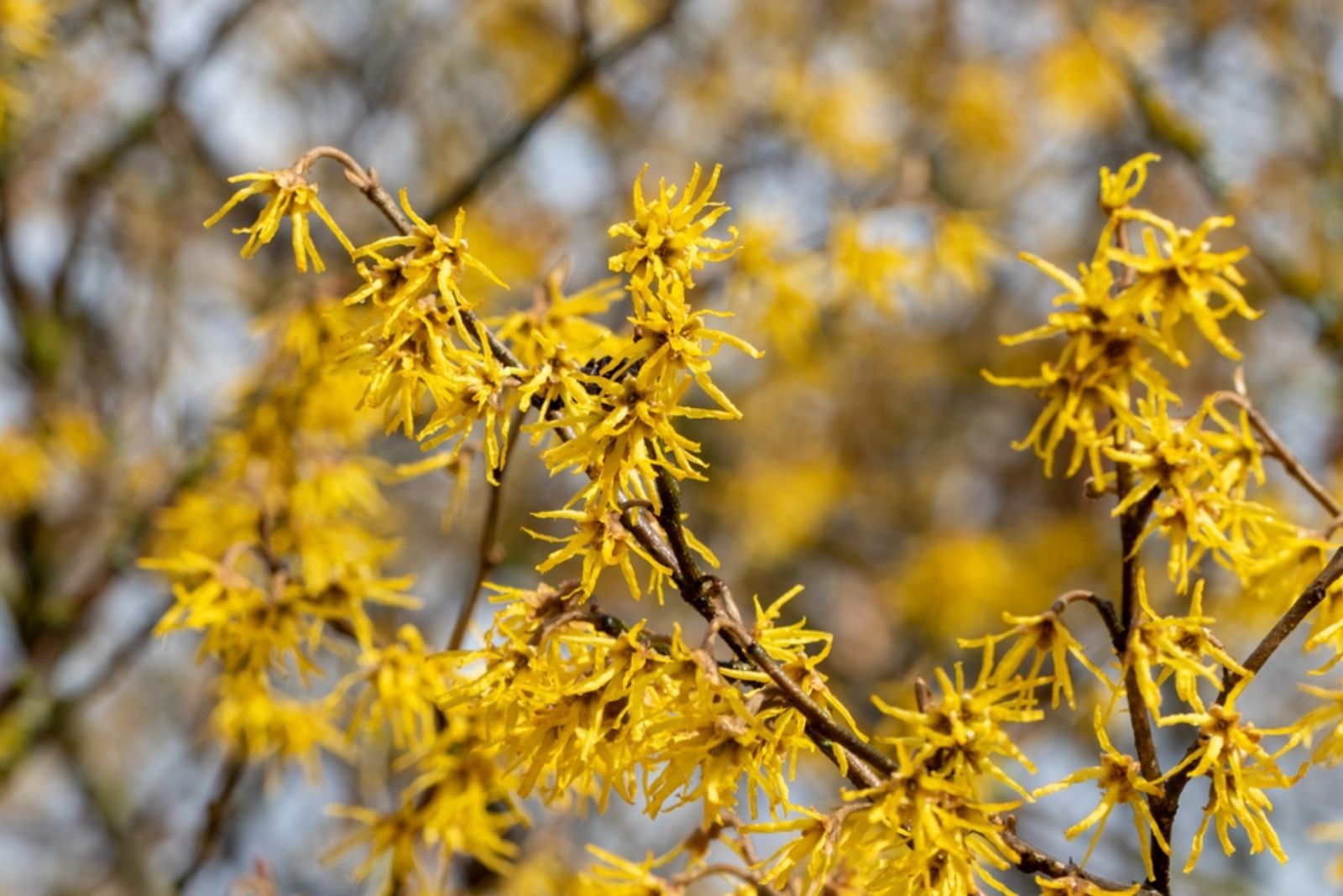 Witch Hazel