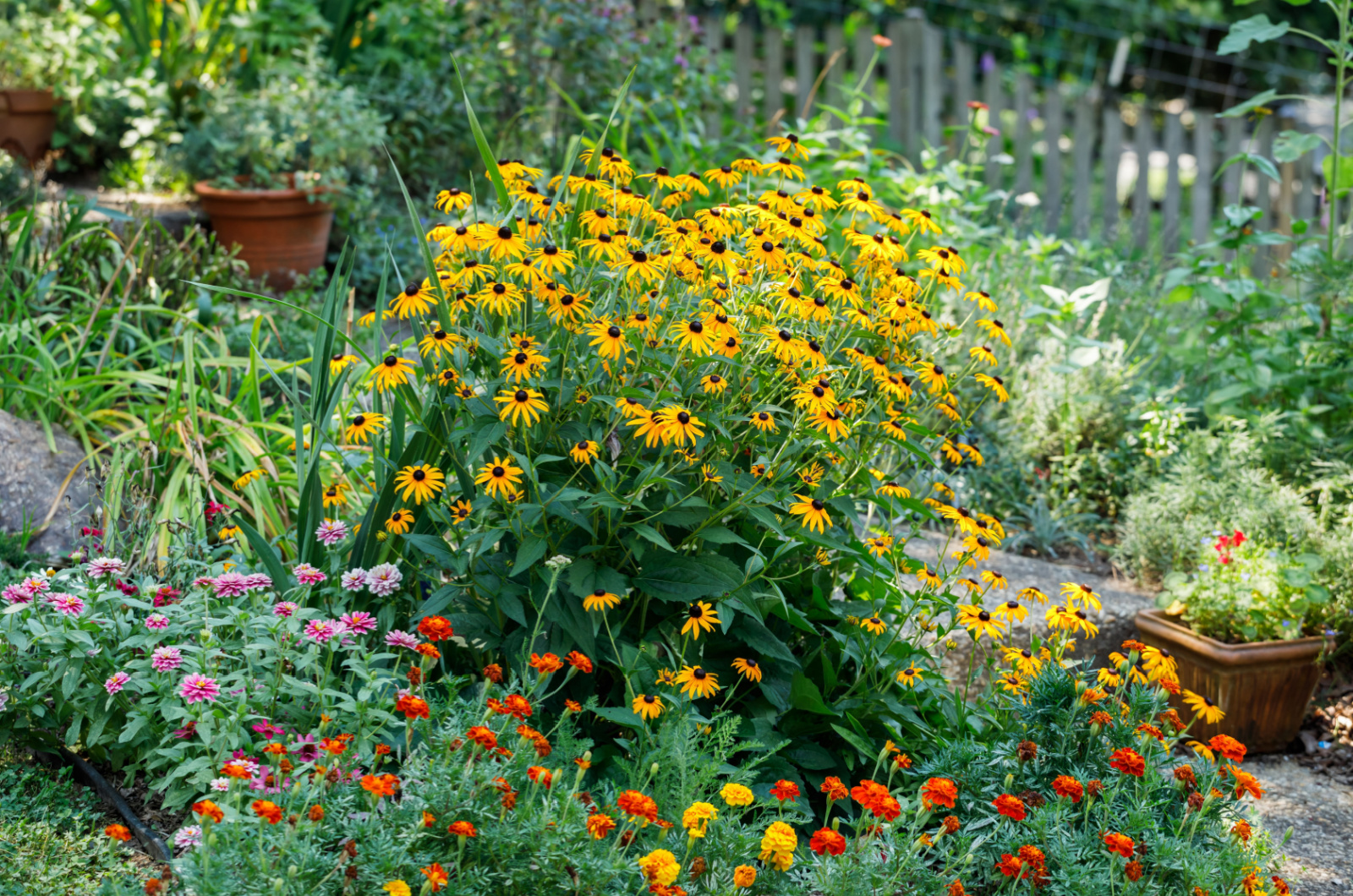 Yellow rudbeckia bush