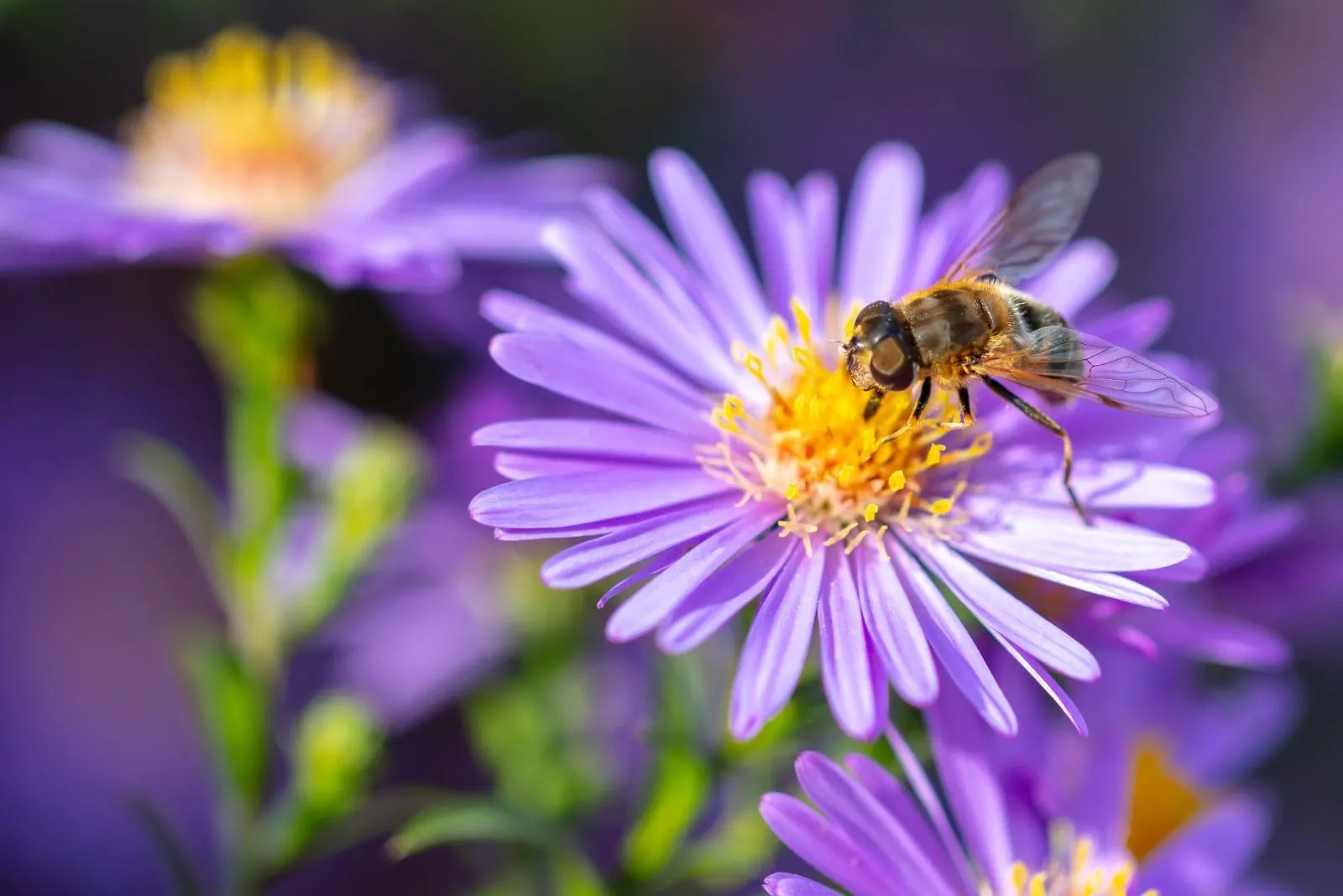 a bee landed on a purple flower