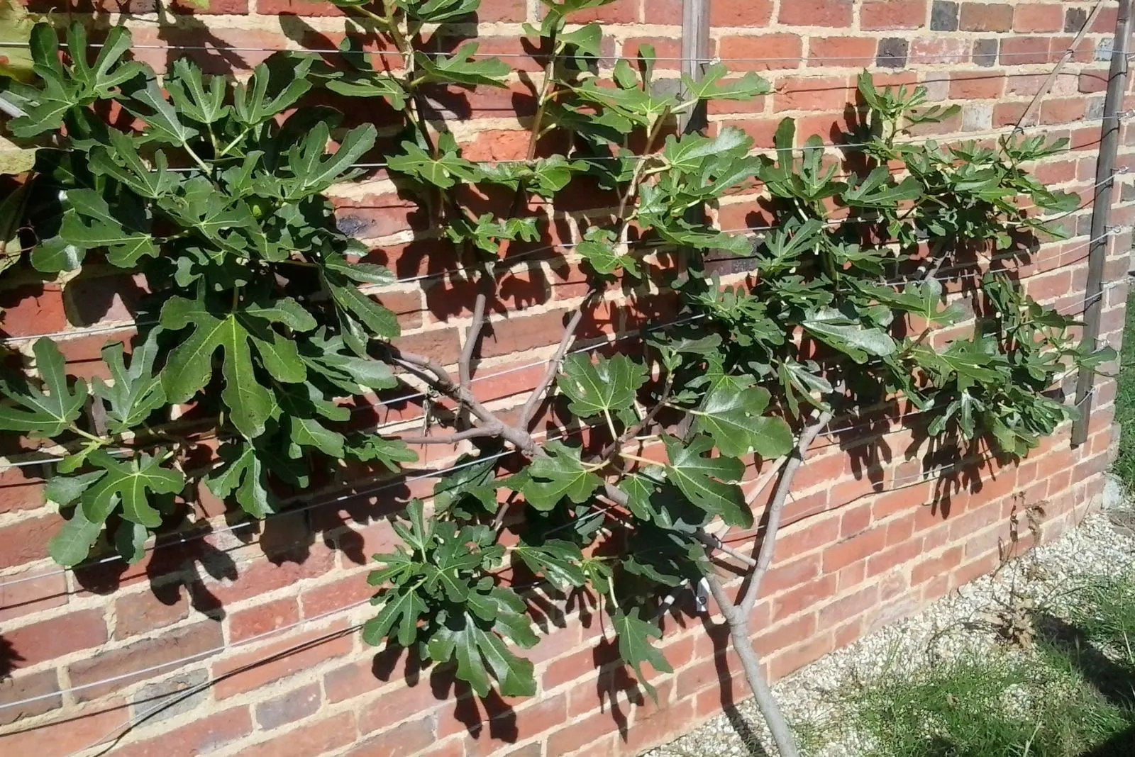 a fig tree leaning against the wall