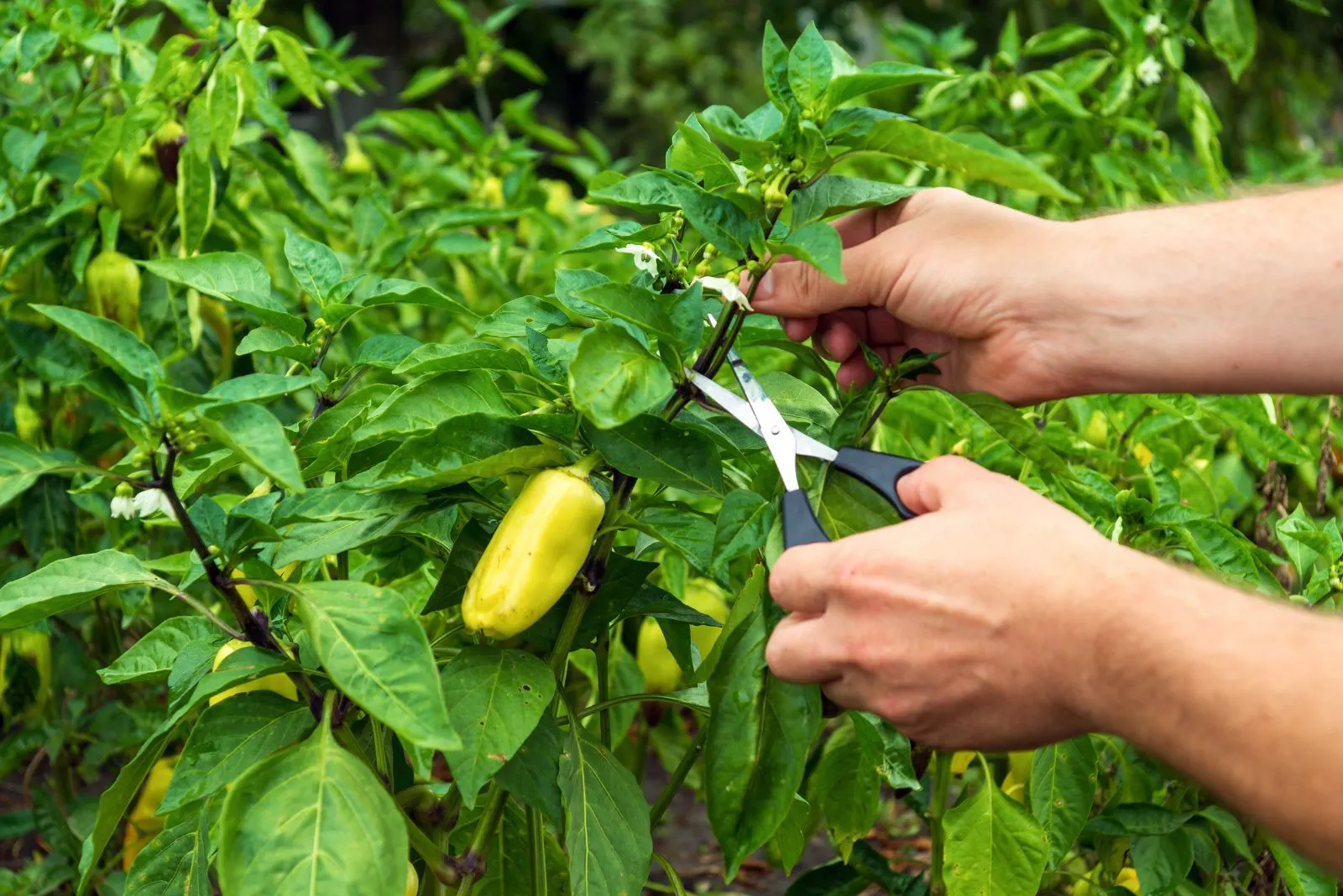 A Beginner-Friendly Guide To Pruning Pepper Plants