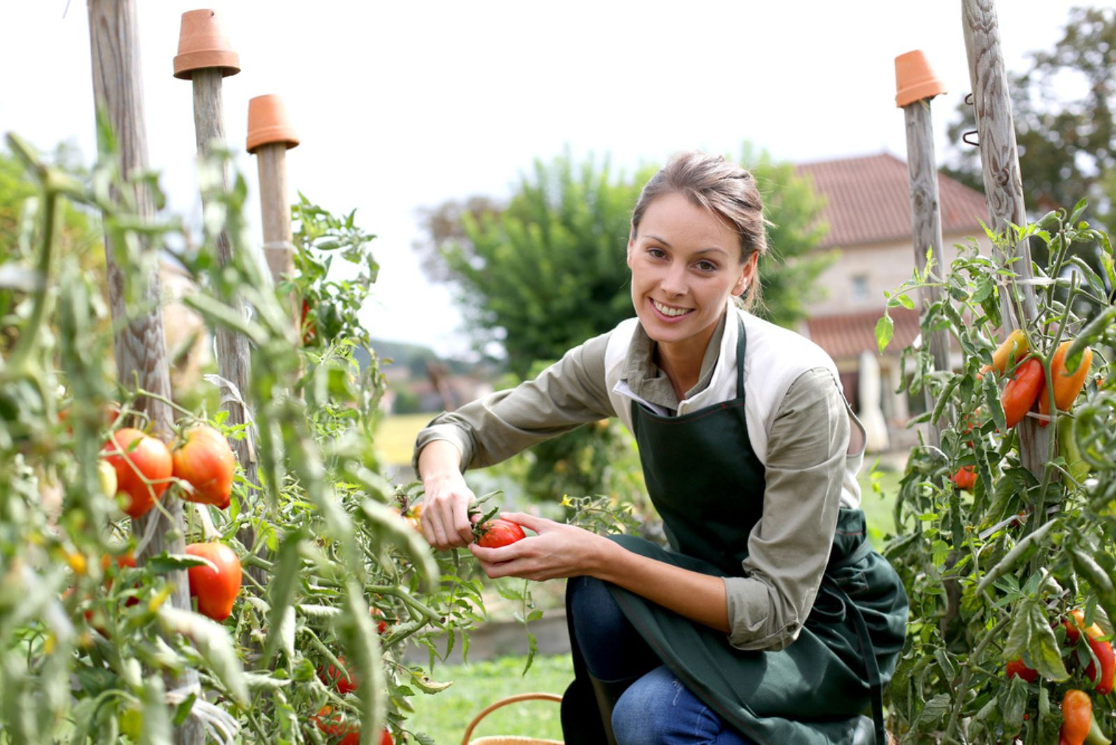 a smiling girl is picking tomatoes in the garden