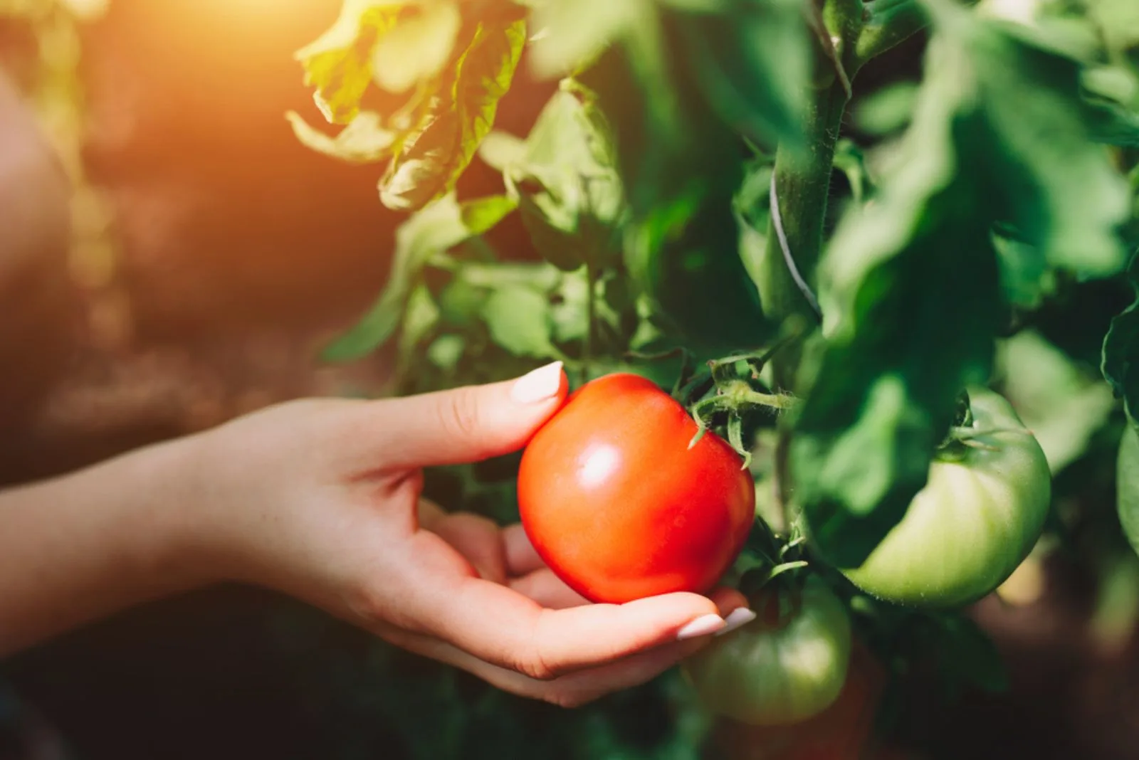a woman picks a ripe tomato fruit