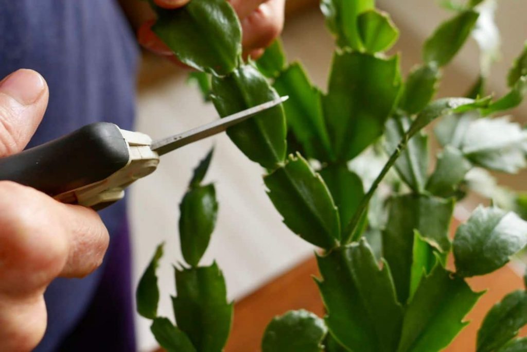 Why, How, And When To Prune A Christmas Cactus