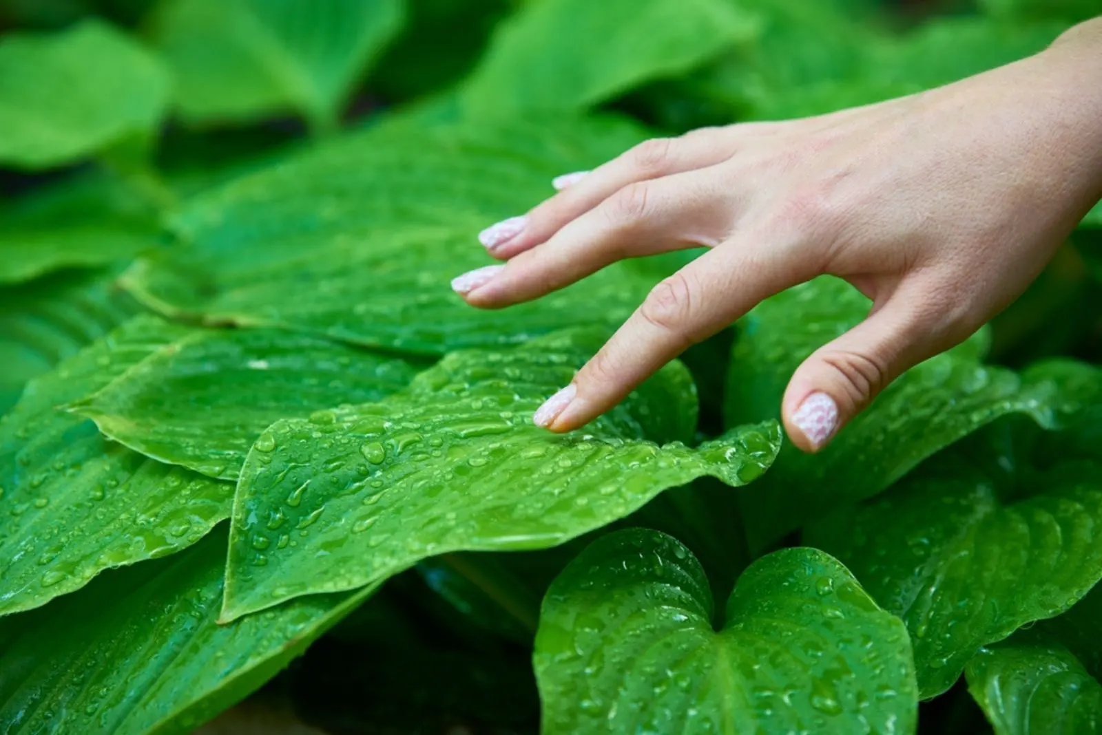 a woman touches a hosta leaf that has been watered