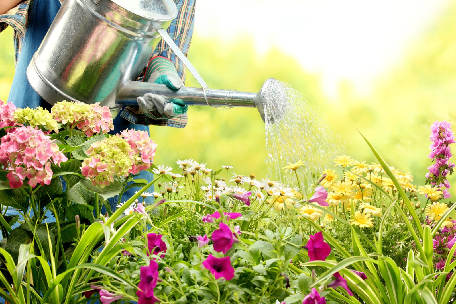 a woman watering her flower garden