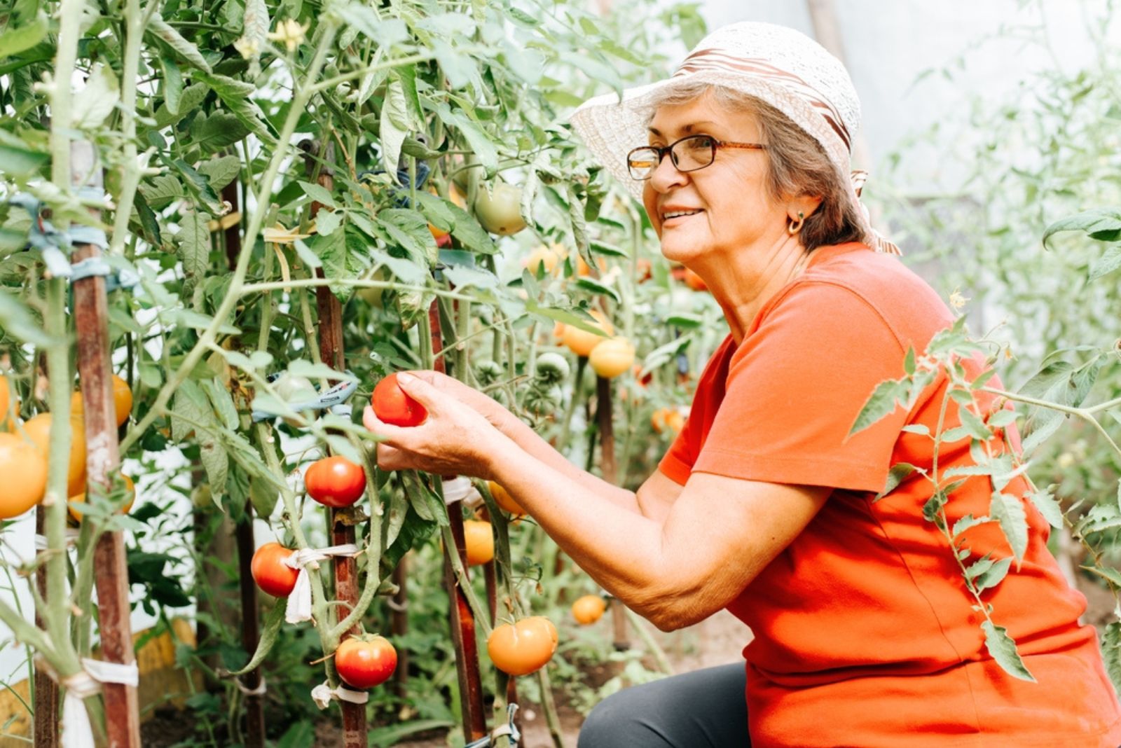 a woman with a hat on her head is picking tomatoes
