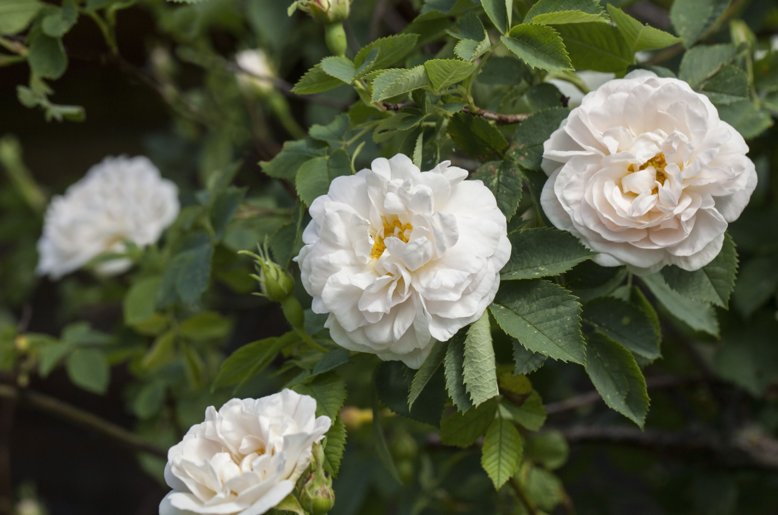 alba maxima rose blossom
