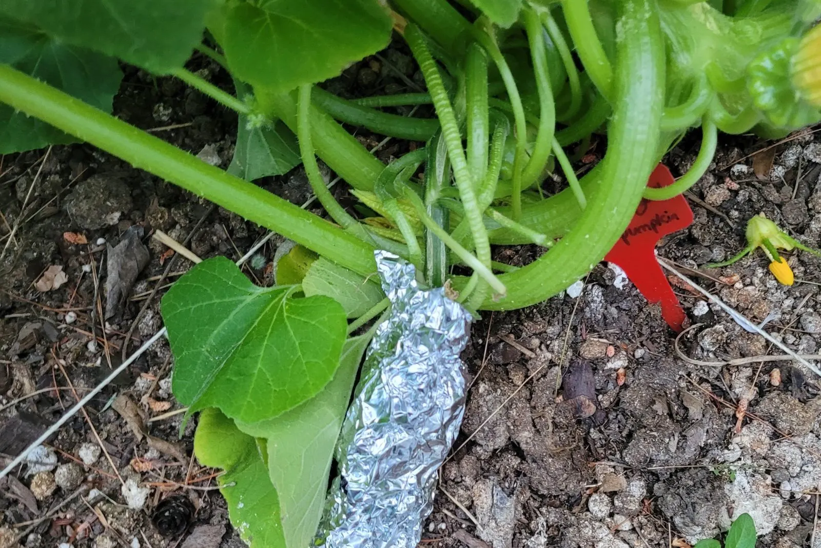 aluminum foil around the plant