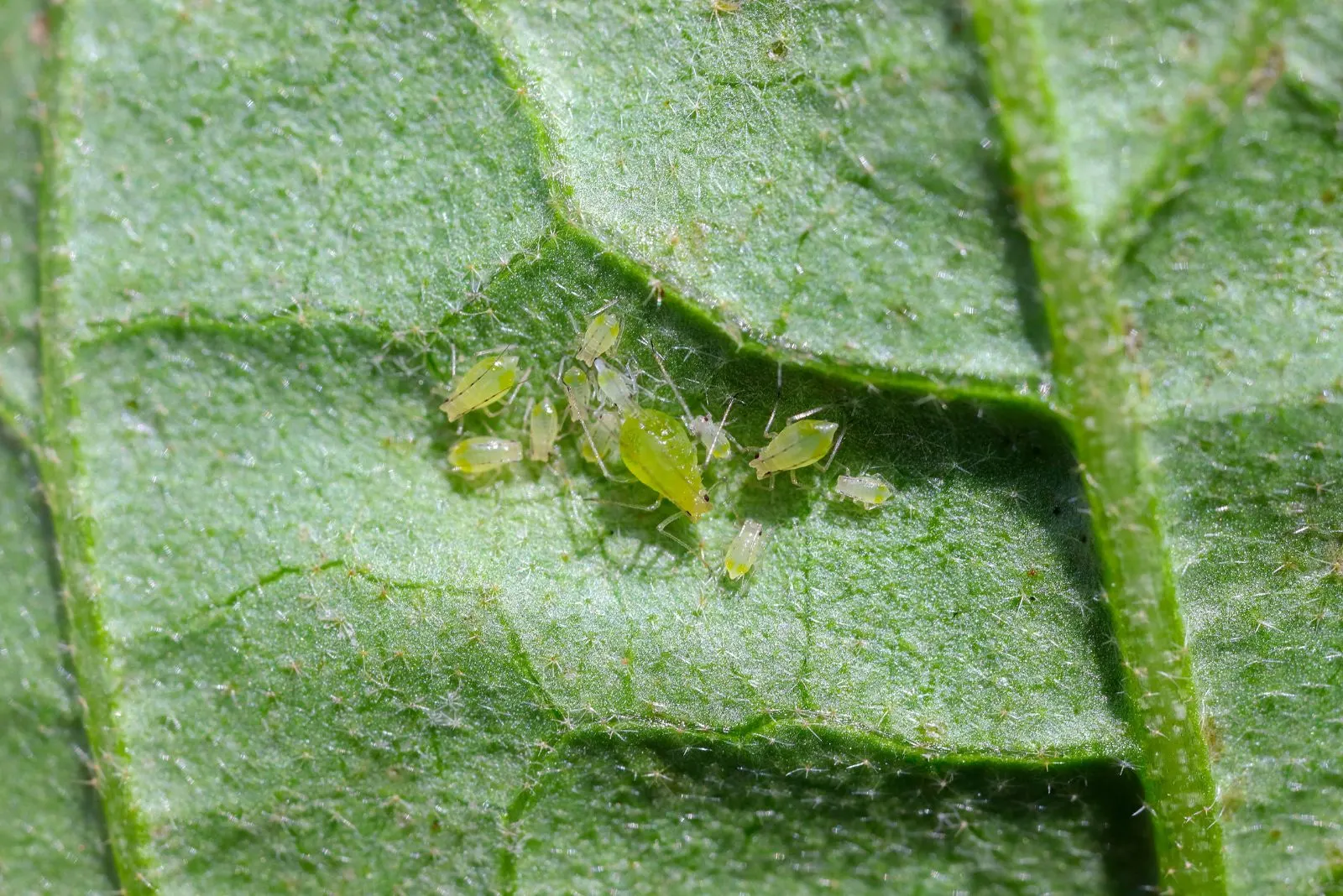 aphids on a green leaf