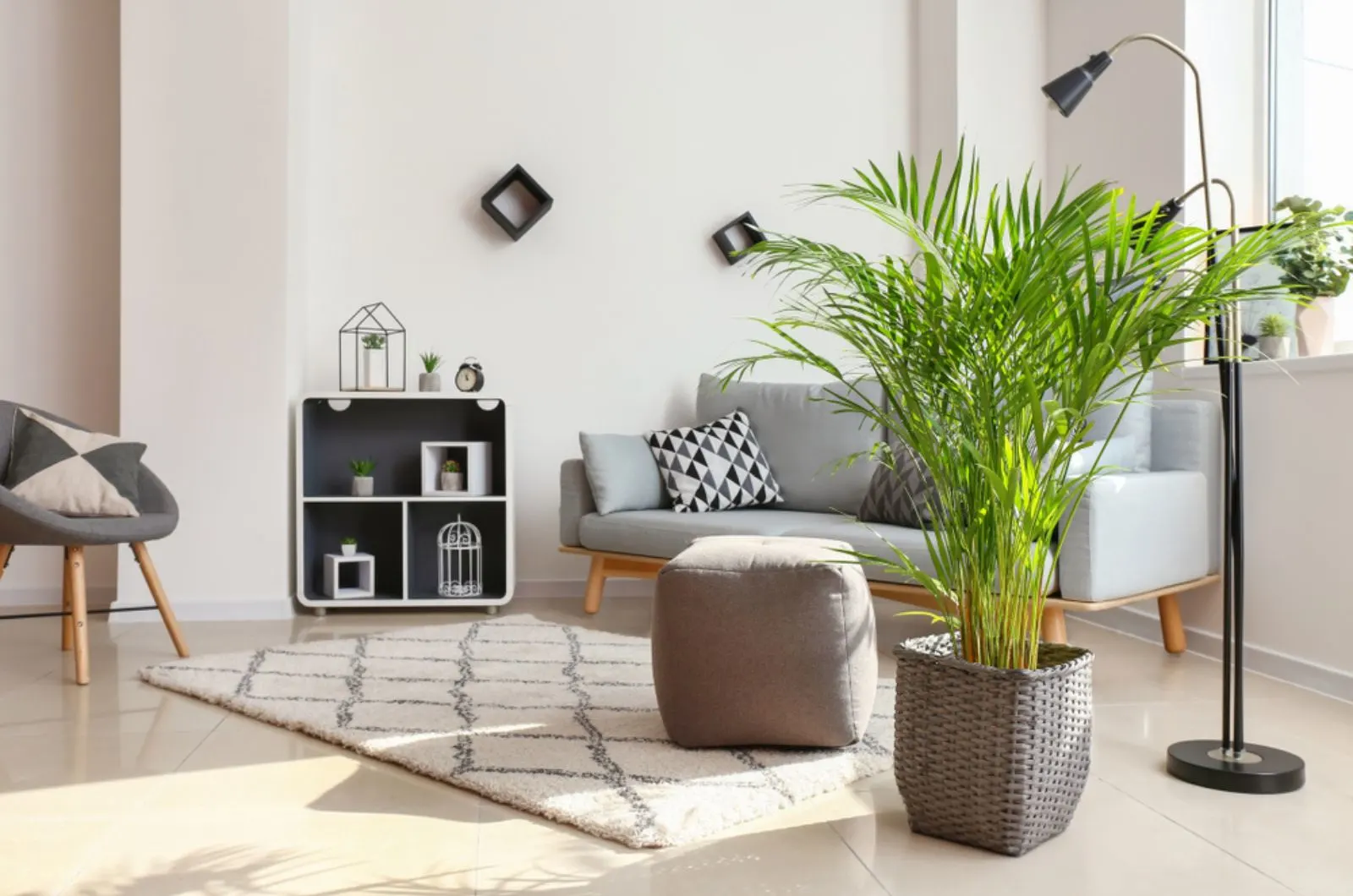 areca palm in the living room