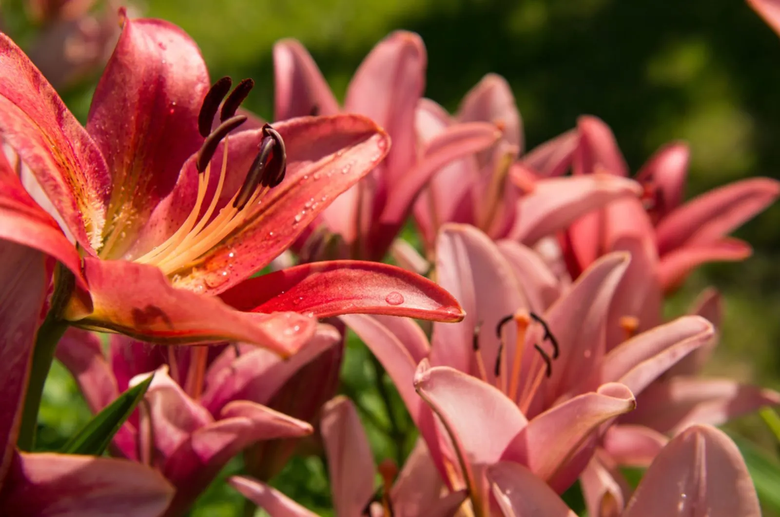 beautiful lilly flowers