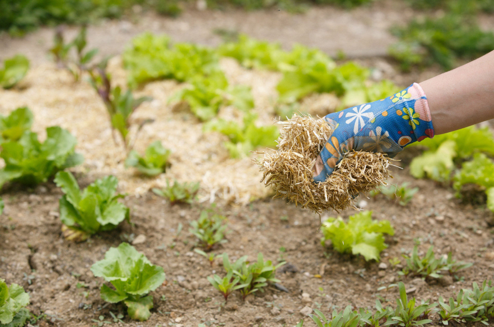 biodynamic gardening