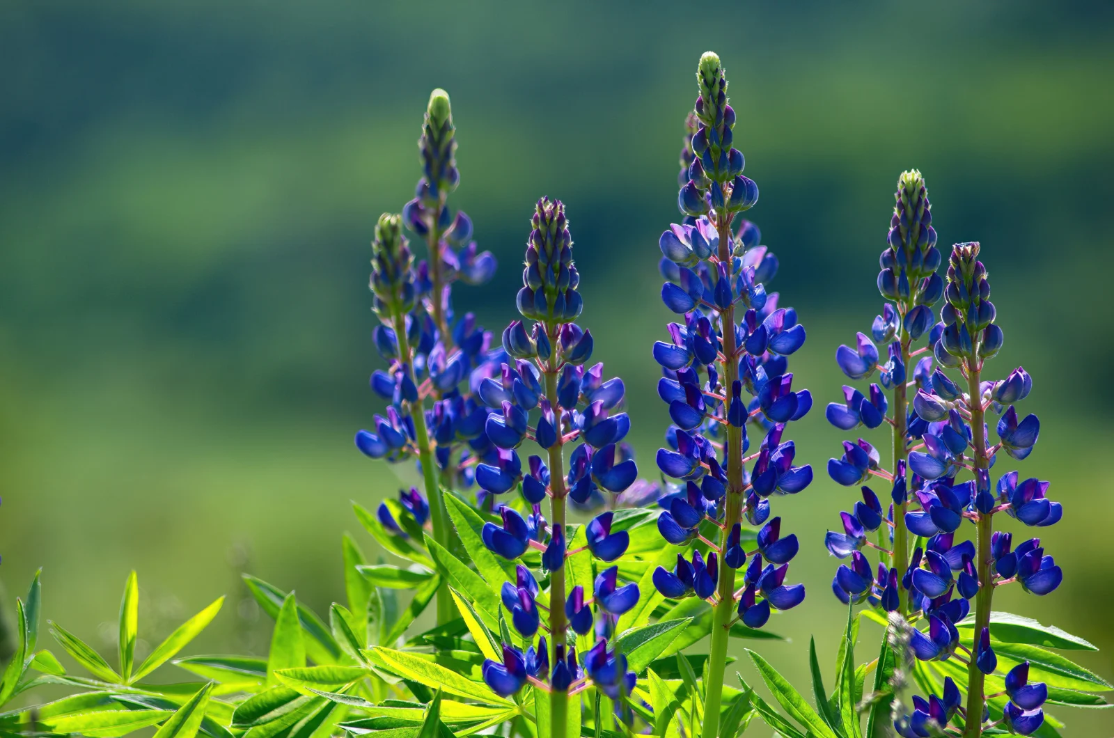 blooming lupines in a sunlight