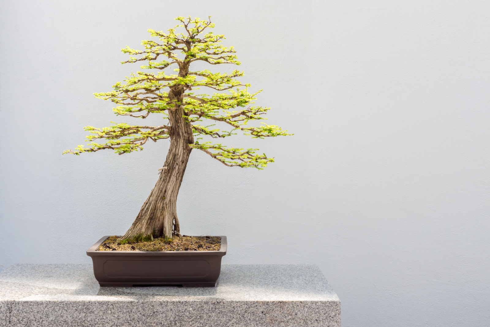 bonsai bald cypress