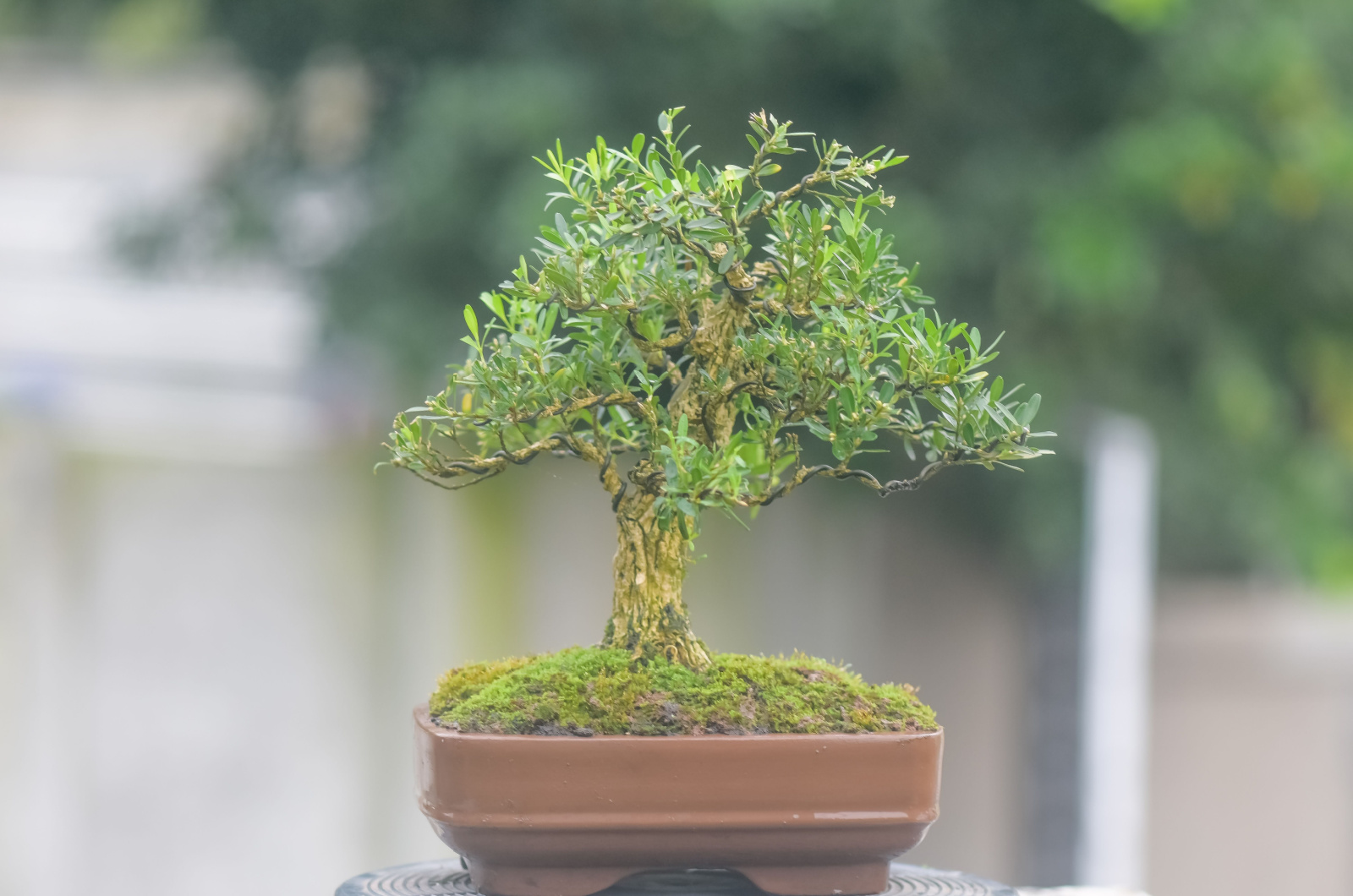 boxwood bonsai tree