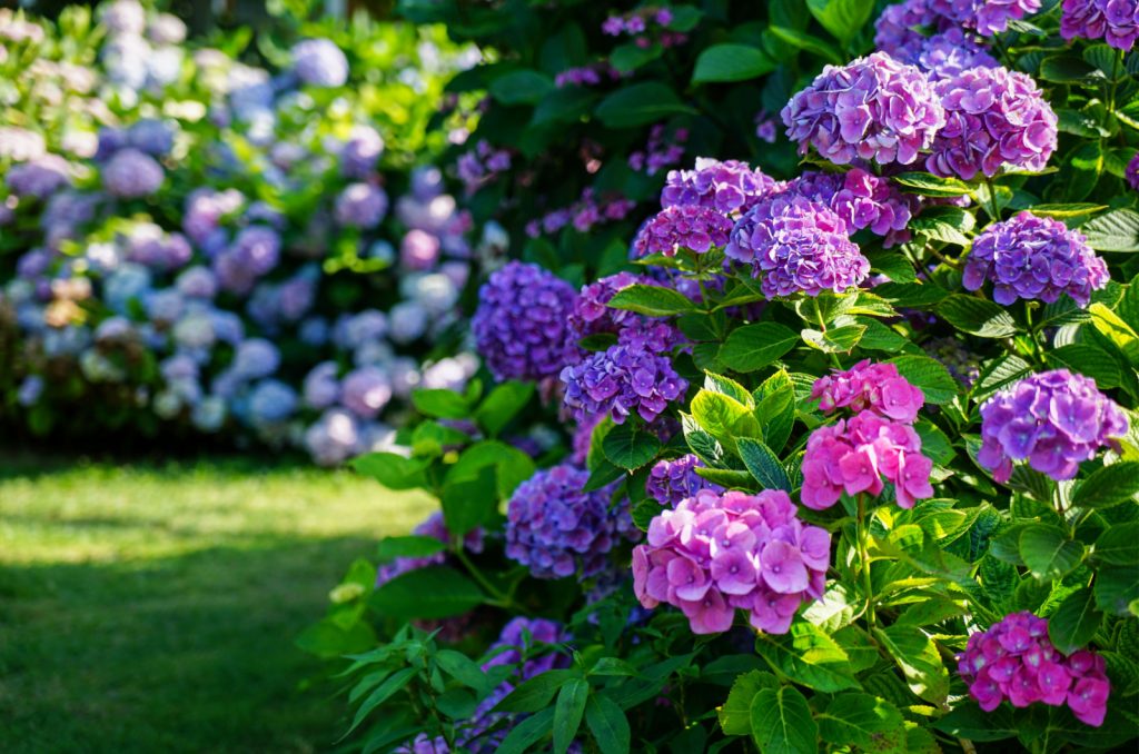 bushes of hydrangeas