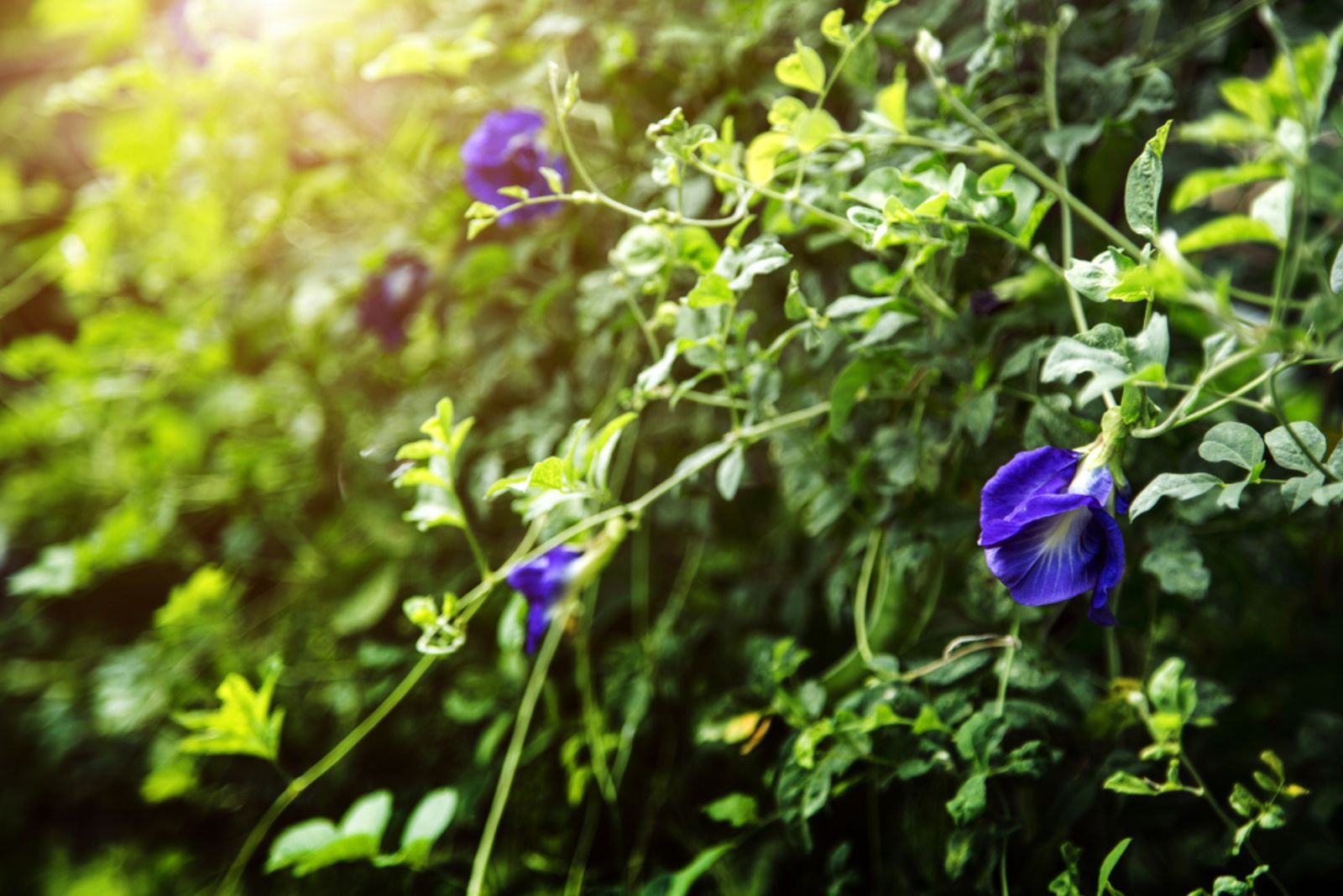 butterfly pea plant