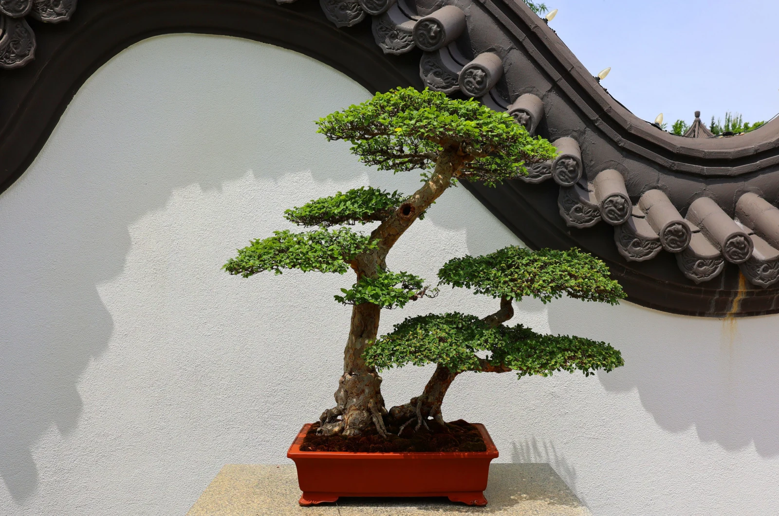 chinese elm bonsai tree