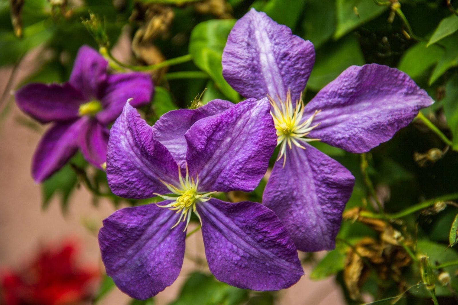 clematis jackmani