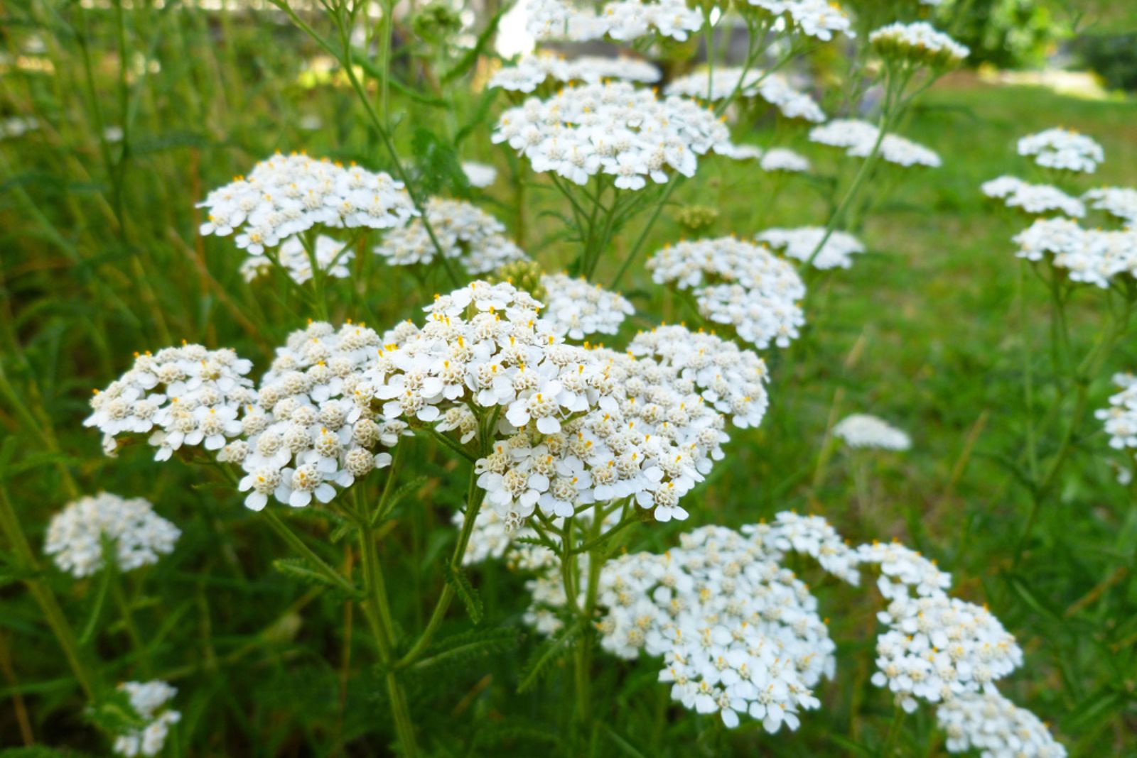 common yarrow