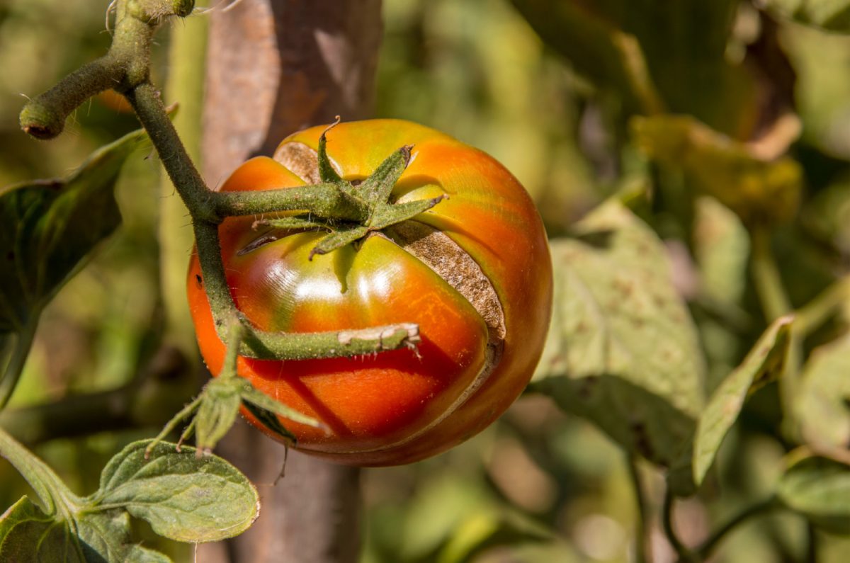 7 Unexpected Reasons Your Tomatoes Are Splitting And Cracking On The Vine