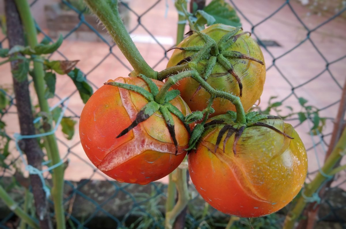 7 Unexpected Reasons Your Tomatoes Are Splitting And Cracking On The Vine