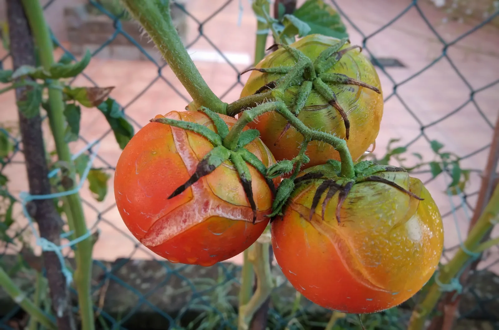 cracked tomatoes