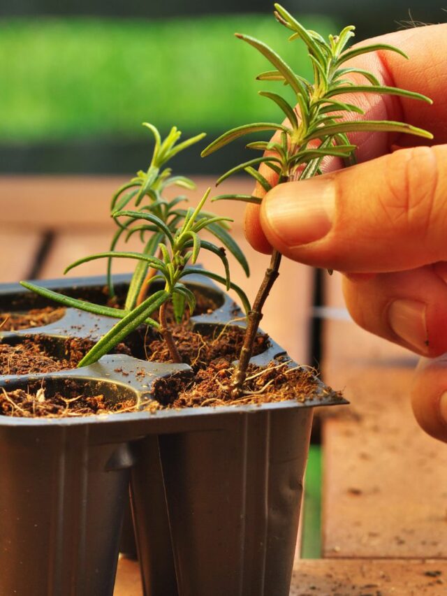 a woman plants a rosemary cutting