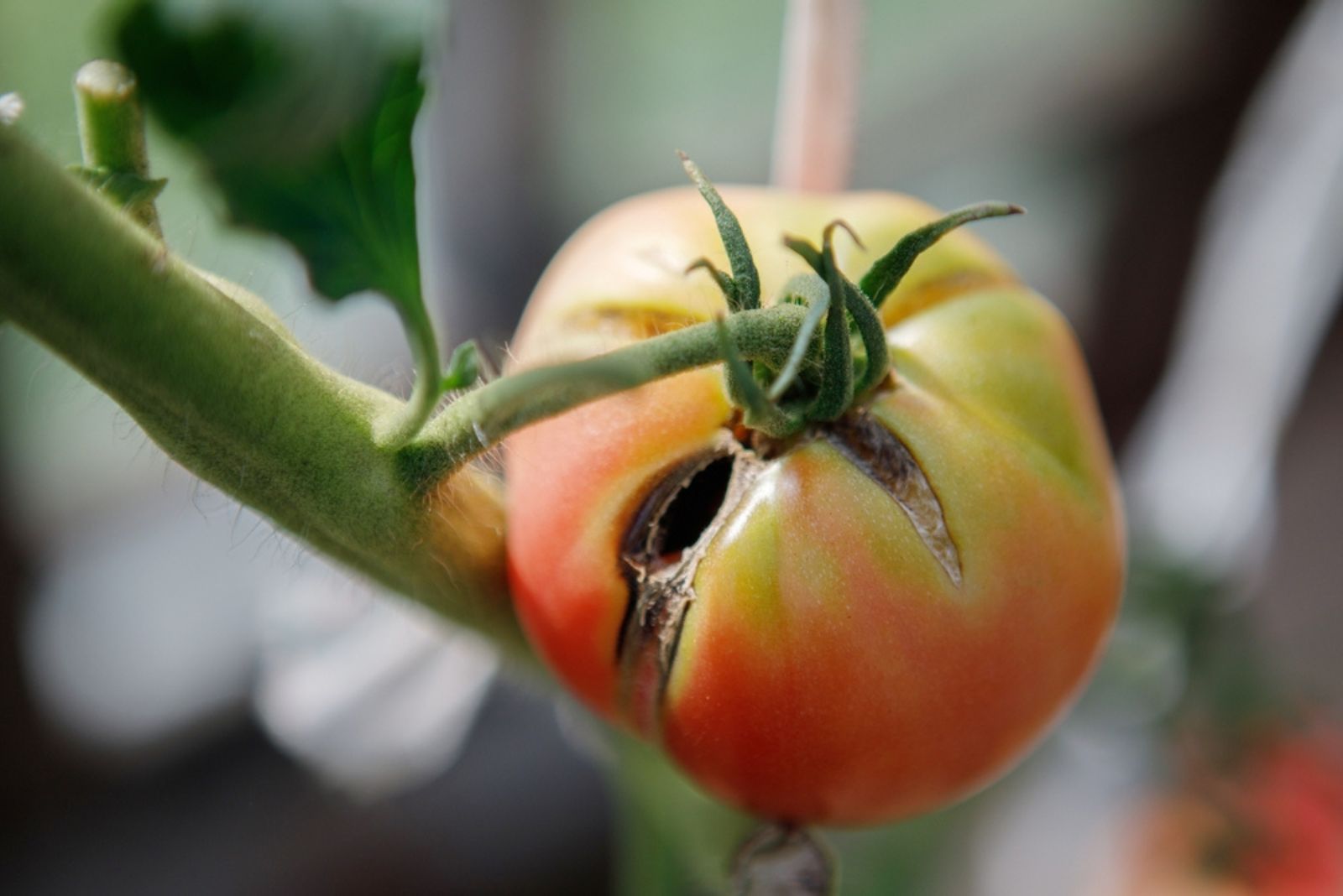 damaged tomato on branch