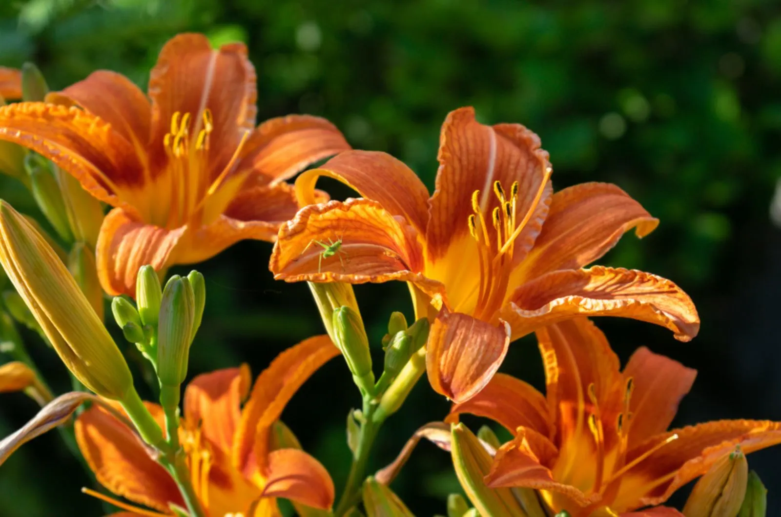 The Best Way To Keep Your Day Lily Plants Looking Neat After They’re ...