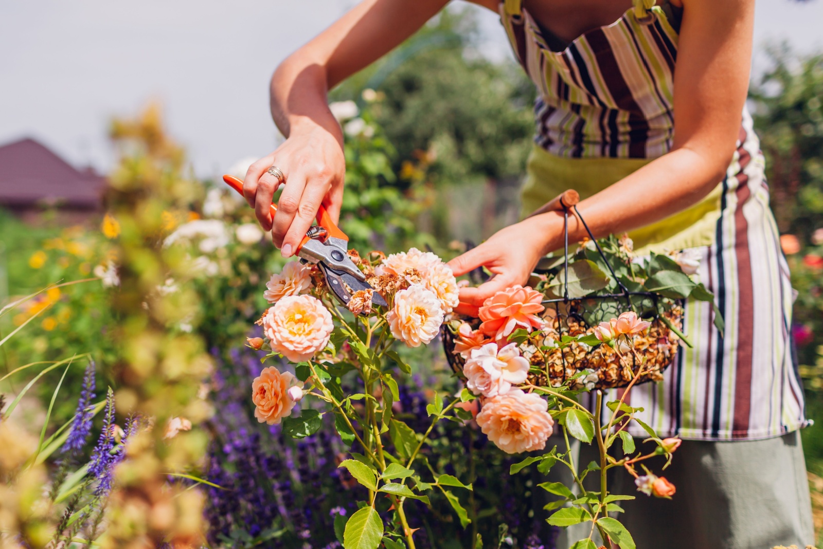 deadheading roses