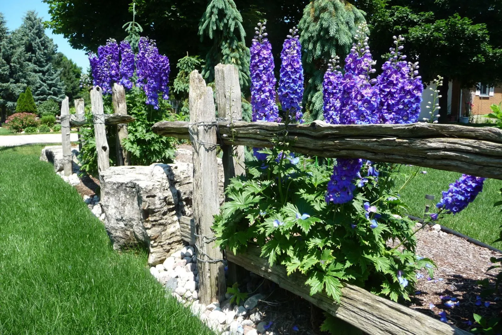 delphiniums planted along the fence