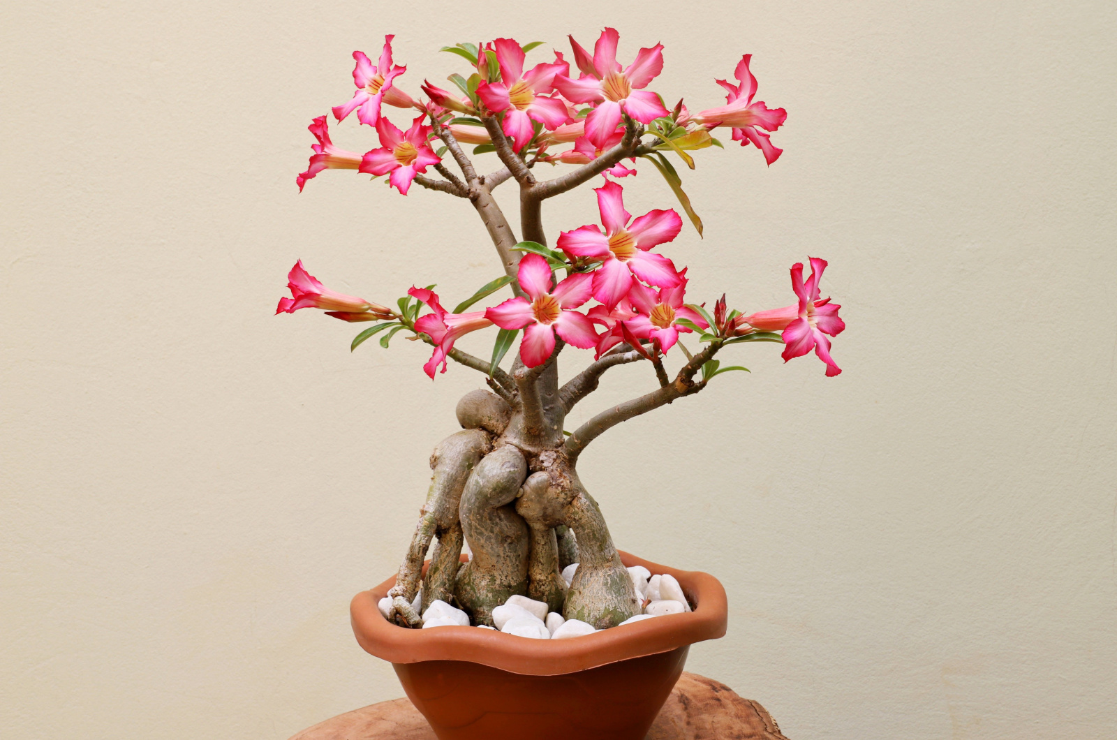 desert rose bonsai tree