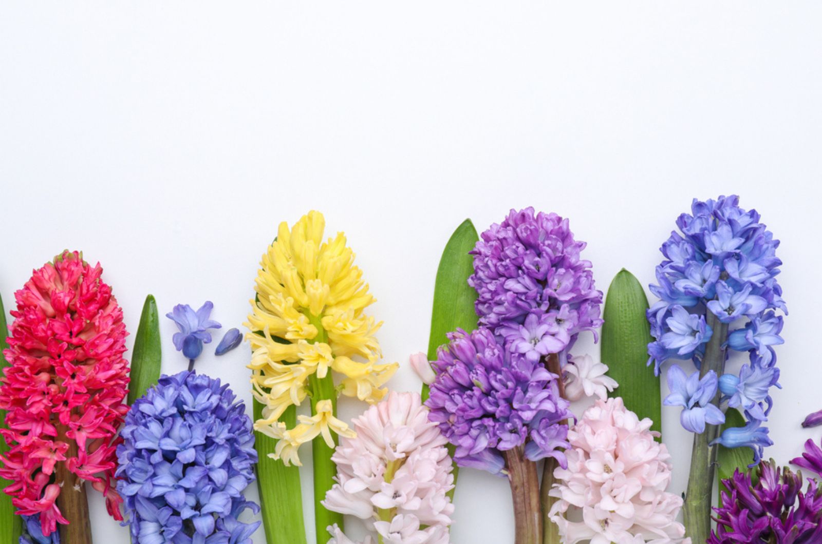 different kind of Hyacinths