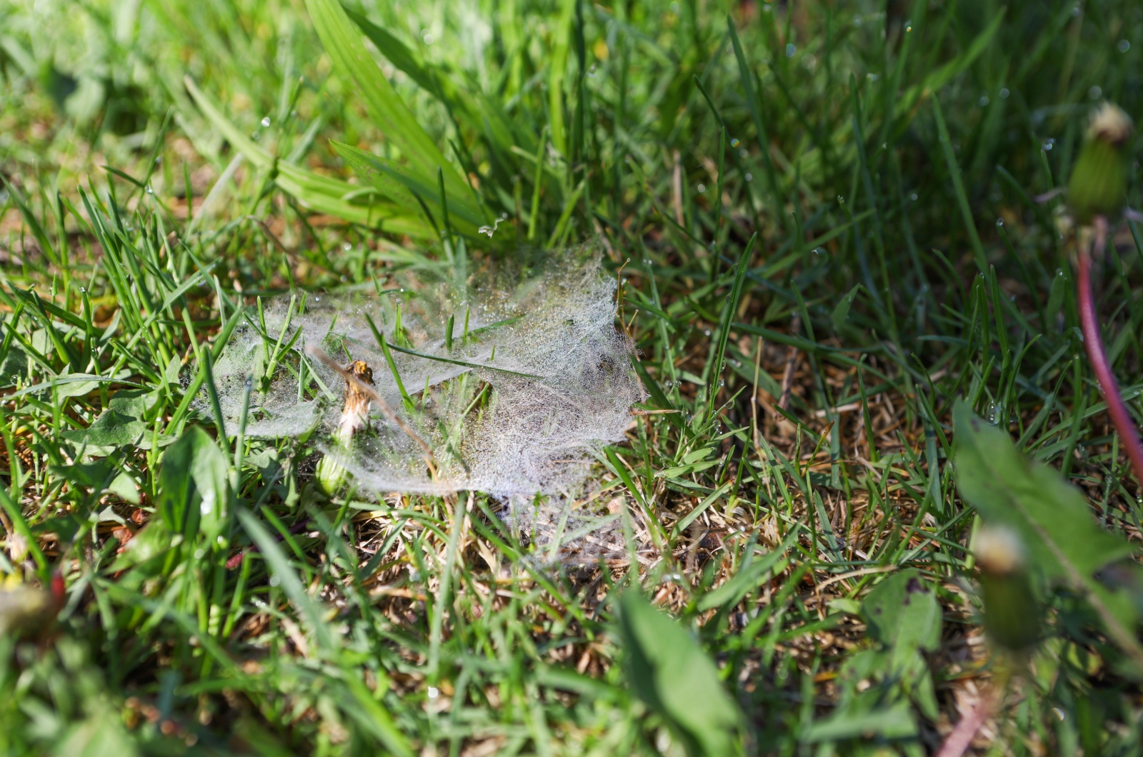 dollar spot fungus on grass